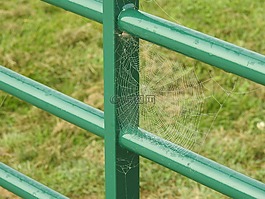 web,蜘蛛,露水
