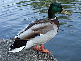 鳥(niǎo),野鴨,鴨