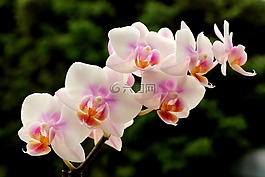 蘭花,開花,花