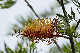 開花,性質(zhì),廠