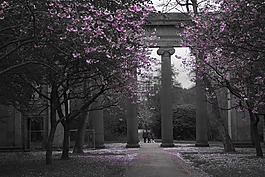 伊頓公園,花,樹