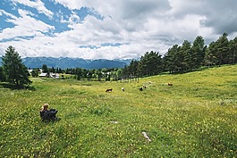 高山,牧场,奶牛