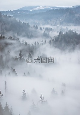 空氣,霧,森林
