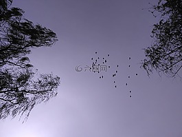天空,飛鳥,飛行