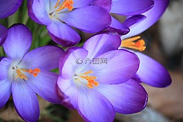 藏紅花,鮮花,花