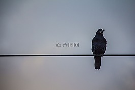 烏鴉,天空,黑鳥