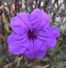 花,熱帶,紫色