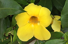 花,花瓣,黃色