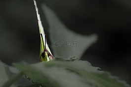 蝴蝶,昆蟲,性質(zhì)