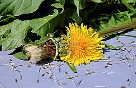 蒲公英,花,開花
