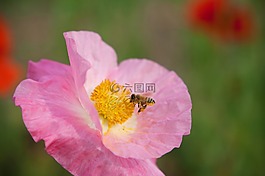蜜蜂,罂粟,粉红色