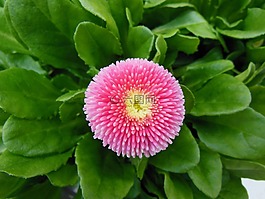 植物,鮮花,春