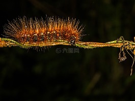 動(dòng)物,毛蟲,動(dòng)物世界