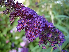 紫色,花,紫色花