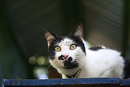貓,動物
