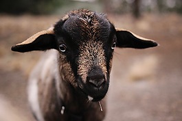 山羊,圍場,動物