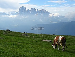 白云巖,全景,牛