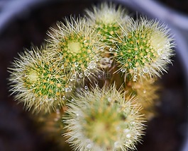 仙人掌,花卉,植物
