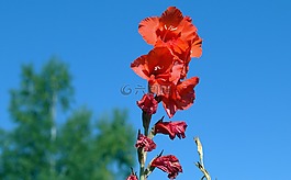 唐菖蒲,iridaceae,植物群
