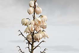 廠,開花,粉紅色