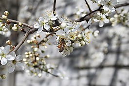 蜜蜂,親愛的,花