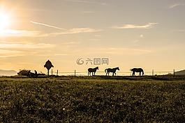晚上,心情,馬