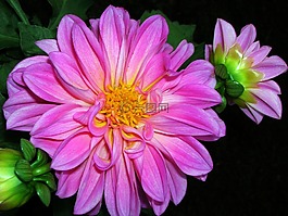 大麗花,廠,花