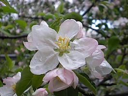 花卉,春天,春天的花朵