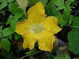 花卉,南瓜,性質