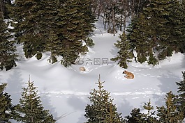 雪,狗,冬天