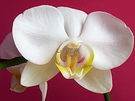 花,蘭花,白