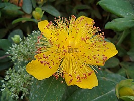 花卉,灌木,黃色