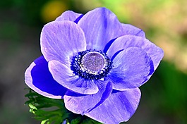 风花,蓝色,春天的花朵