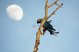 鸚鵡,鳥,枝杈
