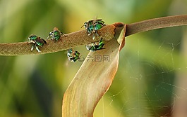昆蟲,性質(zhì),野生動物