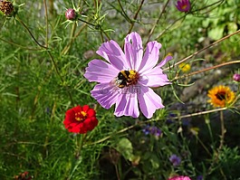 熊蜂,花,自然