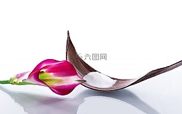 健康,開花,放寬