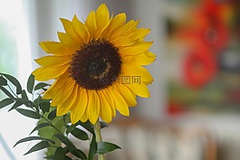 太阳花,丰富多彩,颜色