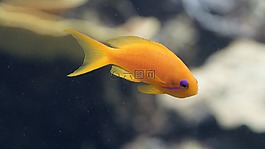 魚,橙色,紫色