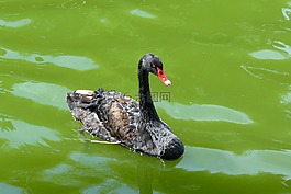 天鵝,黑,鳥