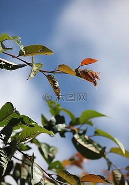 夏天,自然,戶外