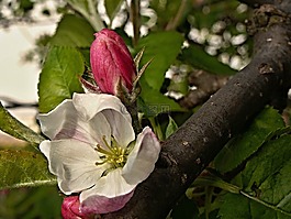 蘋果樹,花,芽