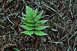 樹木,野性,藍色