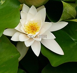 睡蓮,水生植物,性質(zhì)
