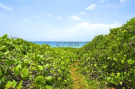 海灘,熱帶,海岸