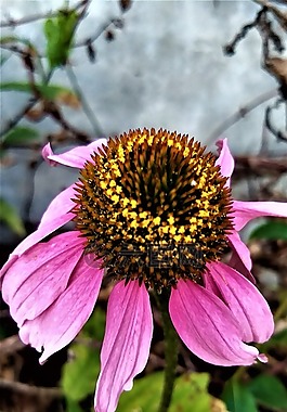 花,花瓣,自然