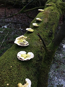 菌類,蘑菇,自然