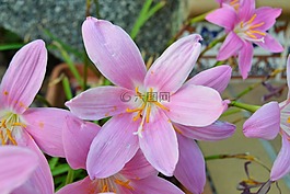 花,野生藏紅花,番紅花nudiflorus