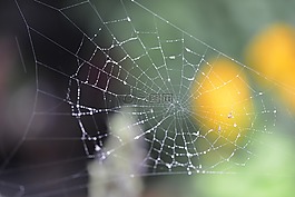 蜘蛛網(wǎng),雨,蜘蛛