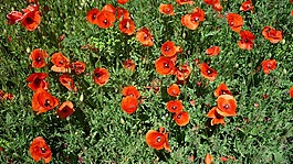 klatschmohn,明亮的紅色的花朵,德國(guó)植物